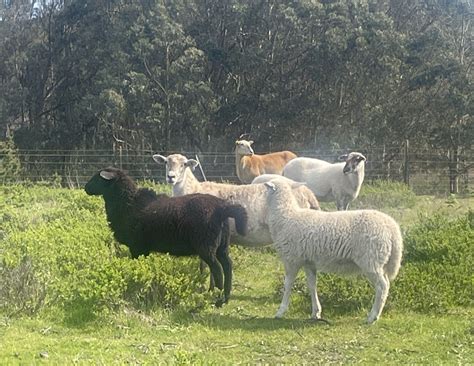 We really like their hardiness, lamb vigor at birth, prolificacy, parasite resistance, meat quality and eager breeding stock buyers. . St croix sheep vs katahdin